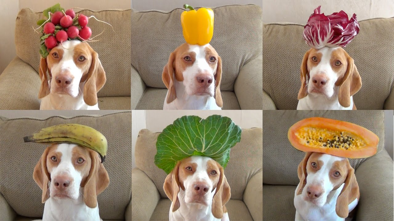 Собакам можно редиску. Собака с фруктами на голове. Овощи для собак. Собака с арбузом на голове.