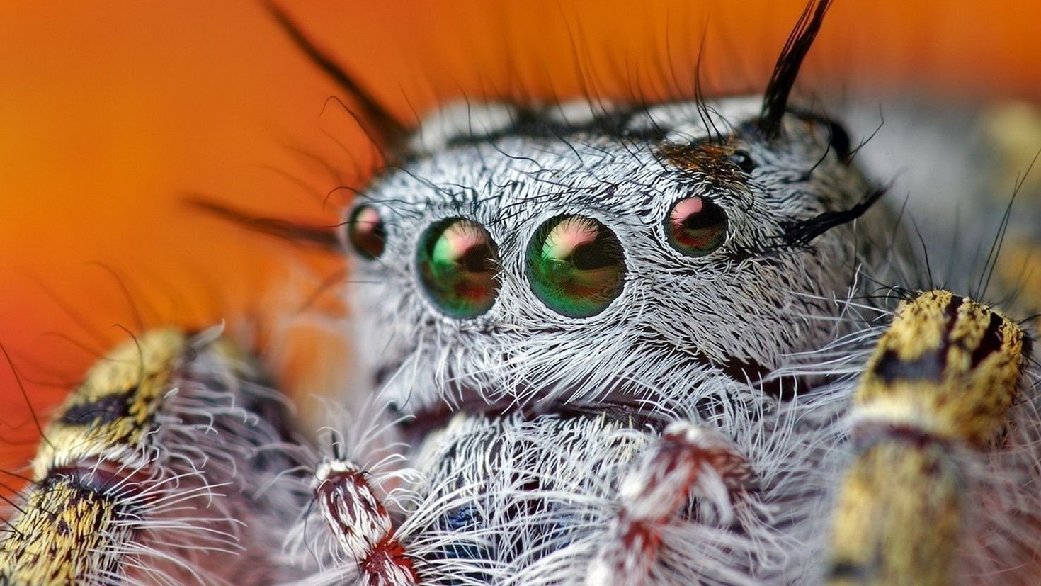 Лицо паука вблизи фото