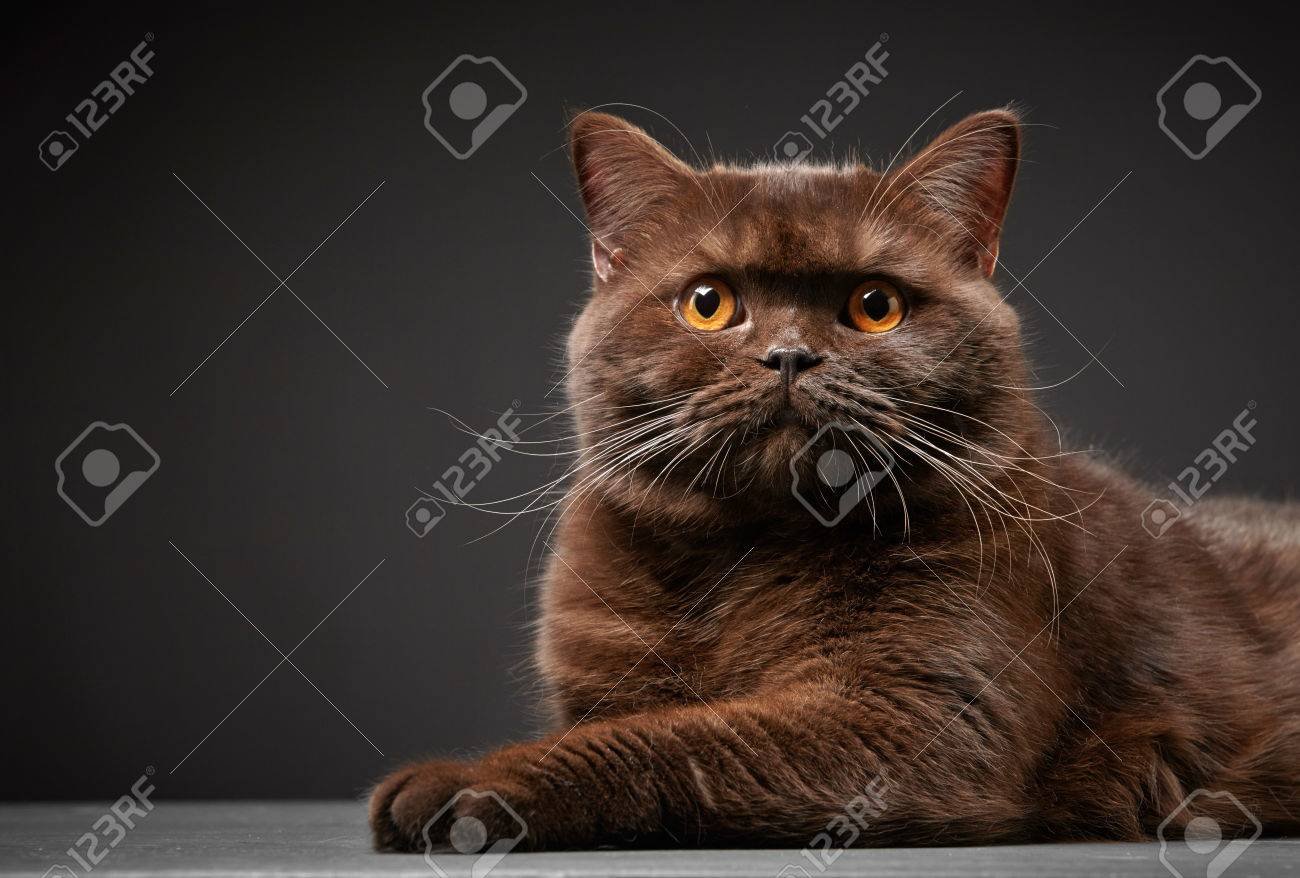 Фото коричневого британского кота стоя