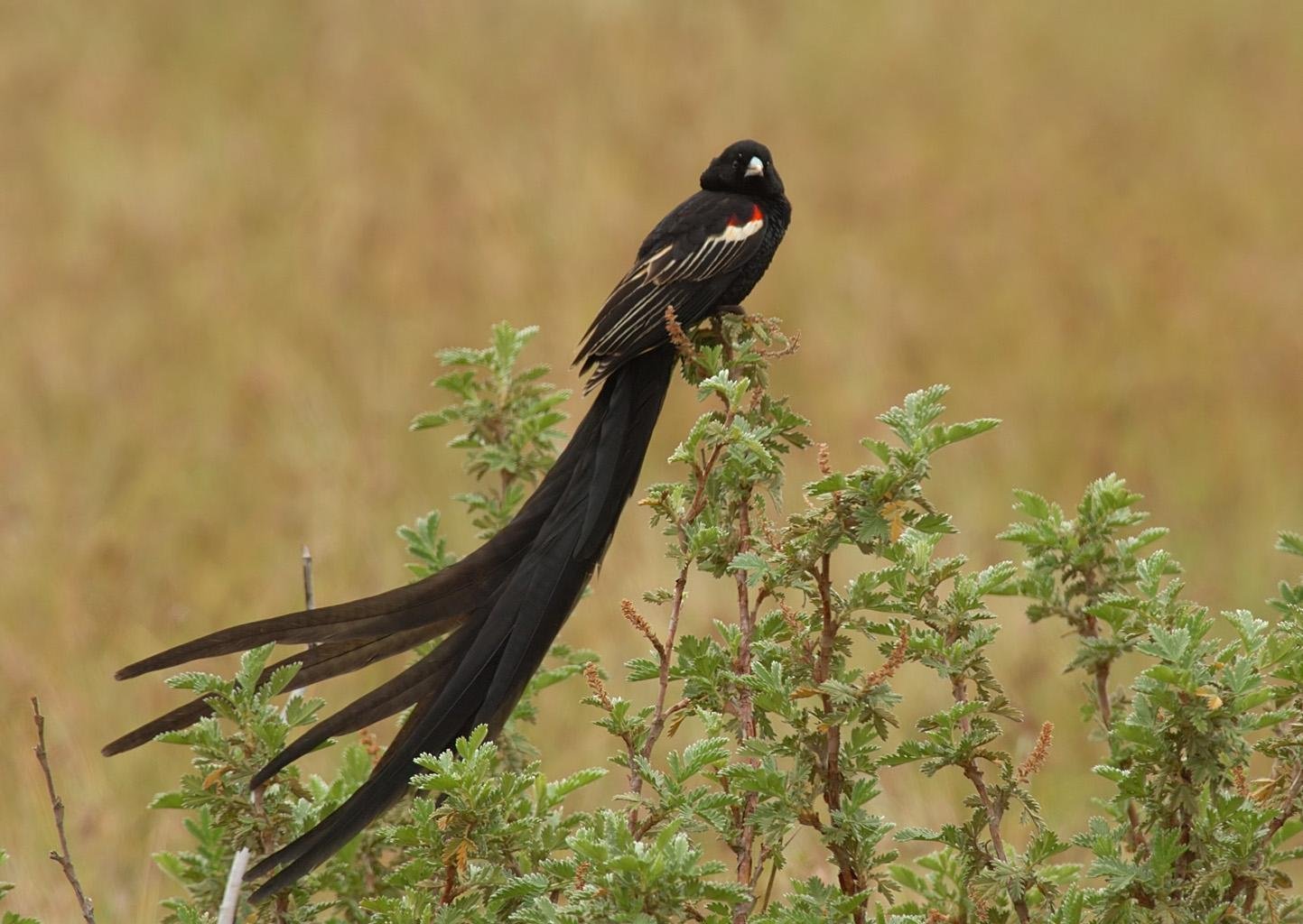 Черная птица с длинным хвостом - 63 фото