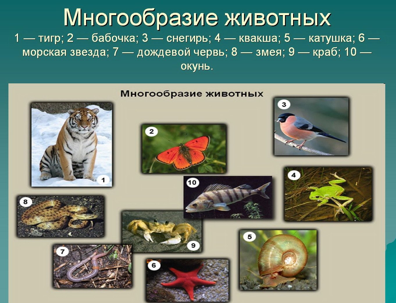 Многообразие животных 7 класс биология