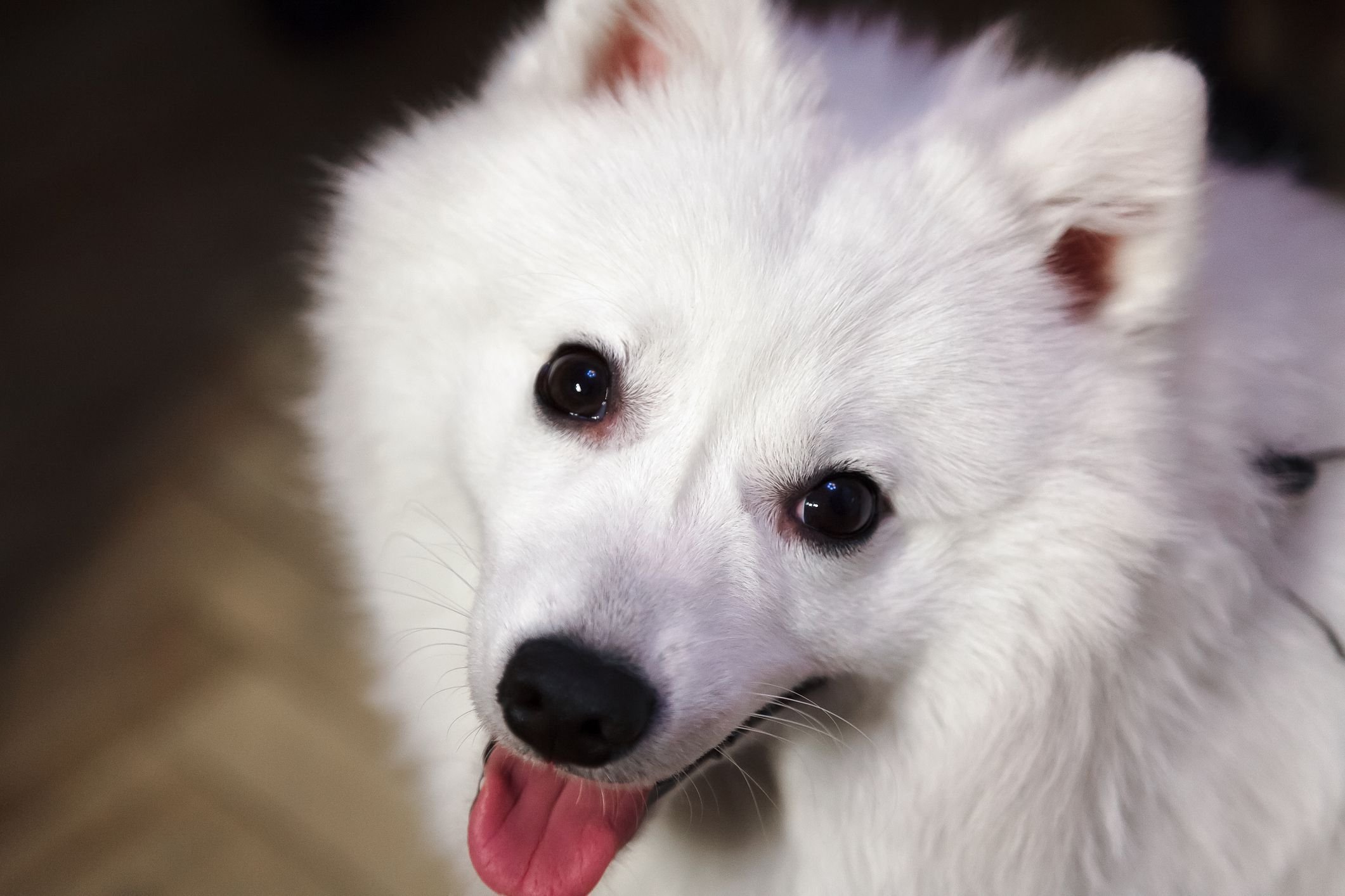 Японский шпиц белый щенок