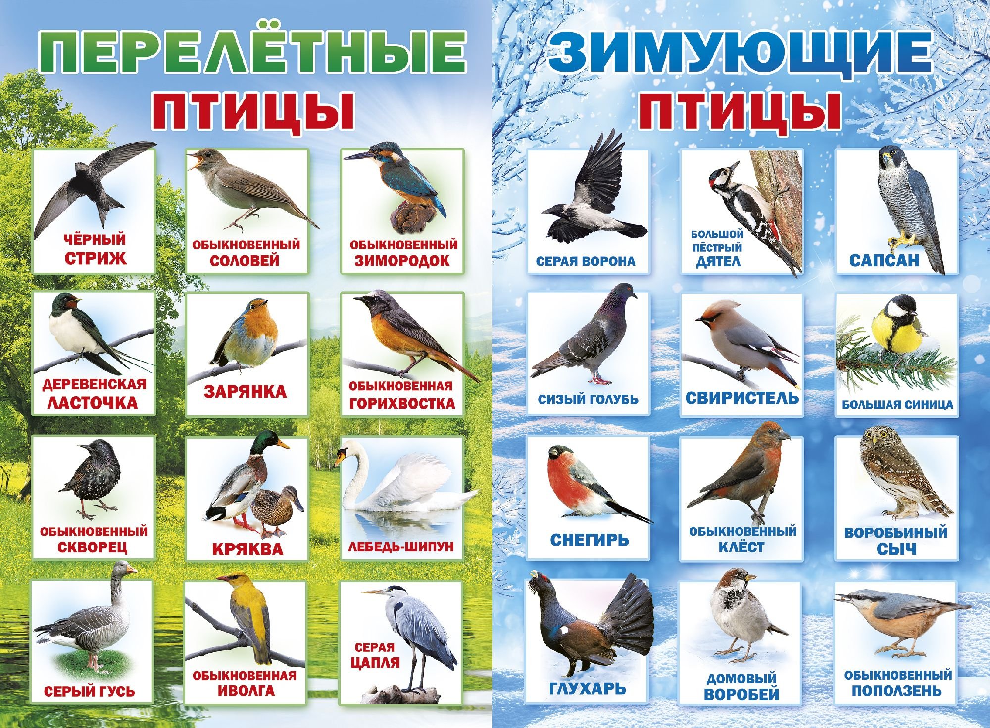 Перелетные птицы самарской области - 66 фото