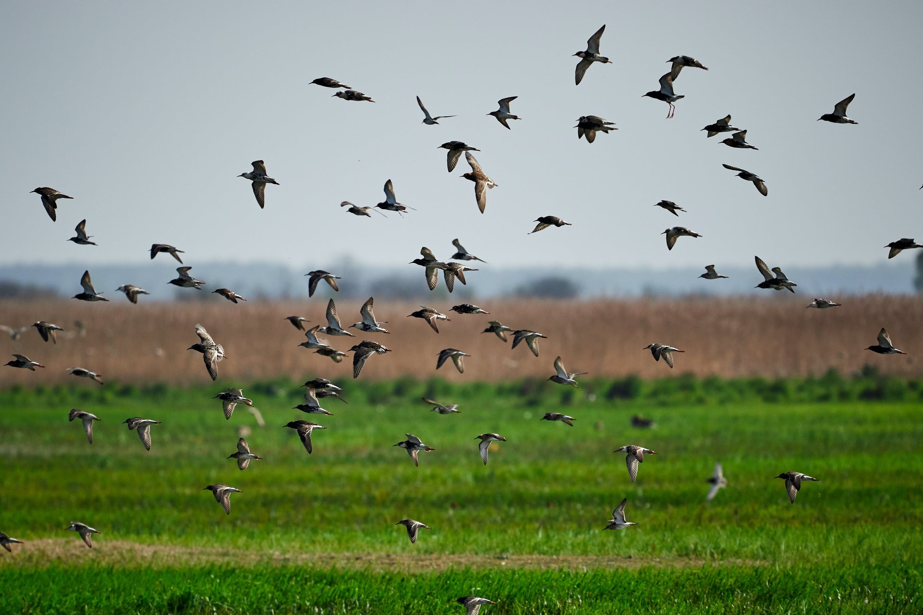 Информация о миграции птиц. Дикие гуси перелетные птицы. Миграция птиц. Стая птиц. Стая перелетных птиц.