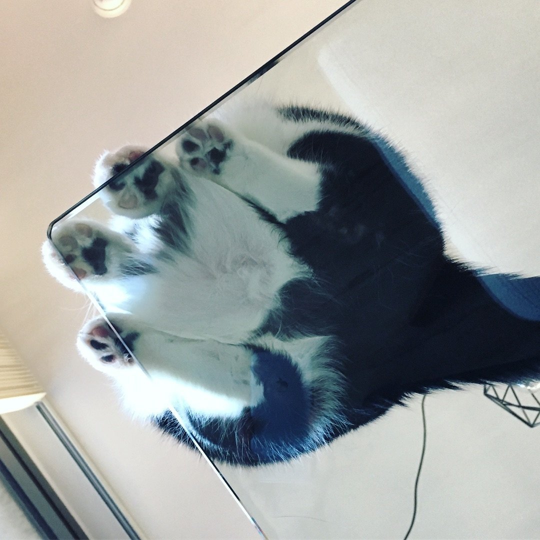 котенок на стеклянном столе