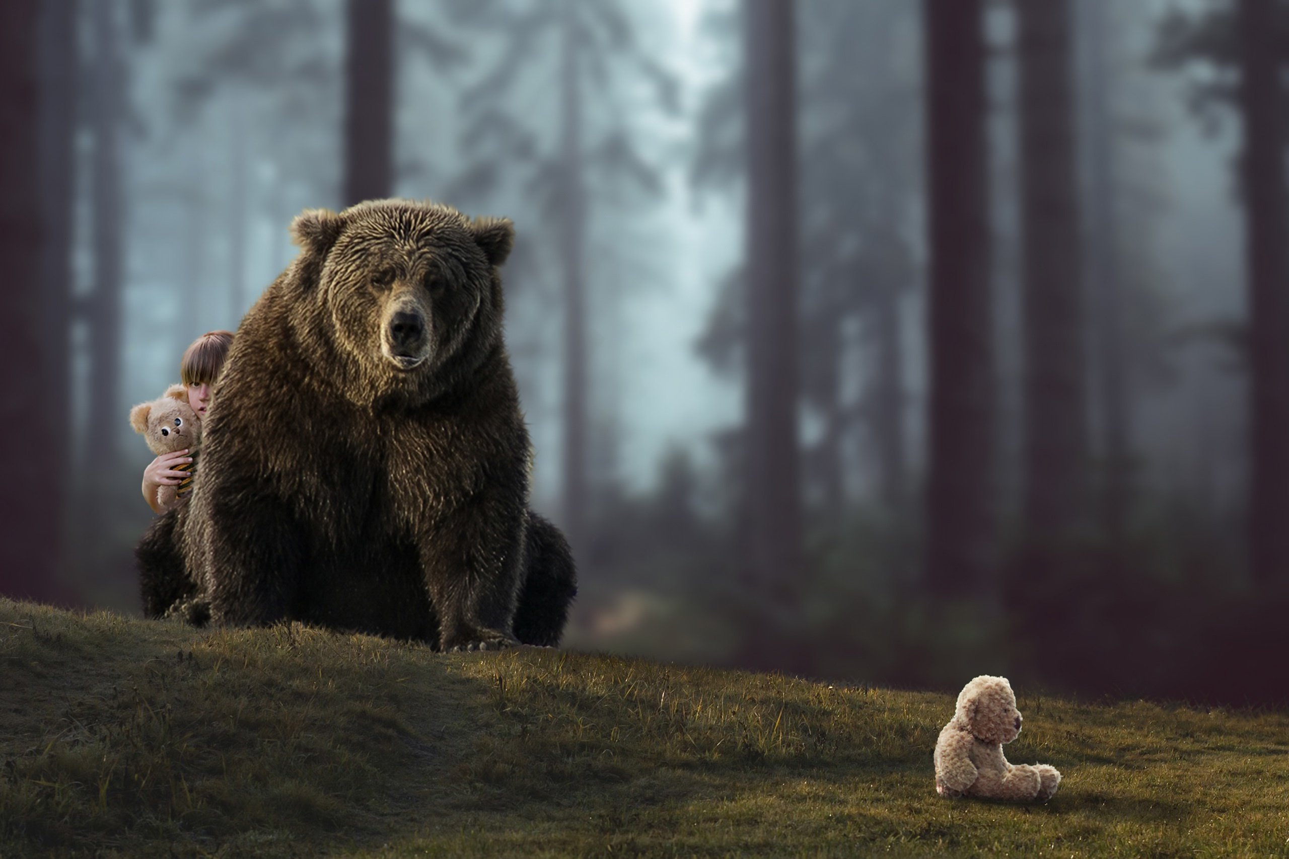 Собака вывела из леса медведей. Медведь Гризли фото. Картинки на рабочий стол медведь. Одинокий медведь. Бурый медведь.