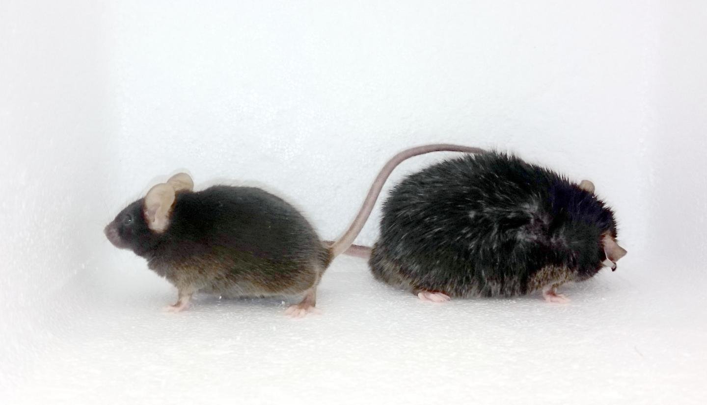 Жир мыши. Melomys rubicola. Толстая мышка.