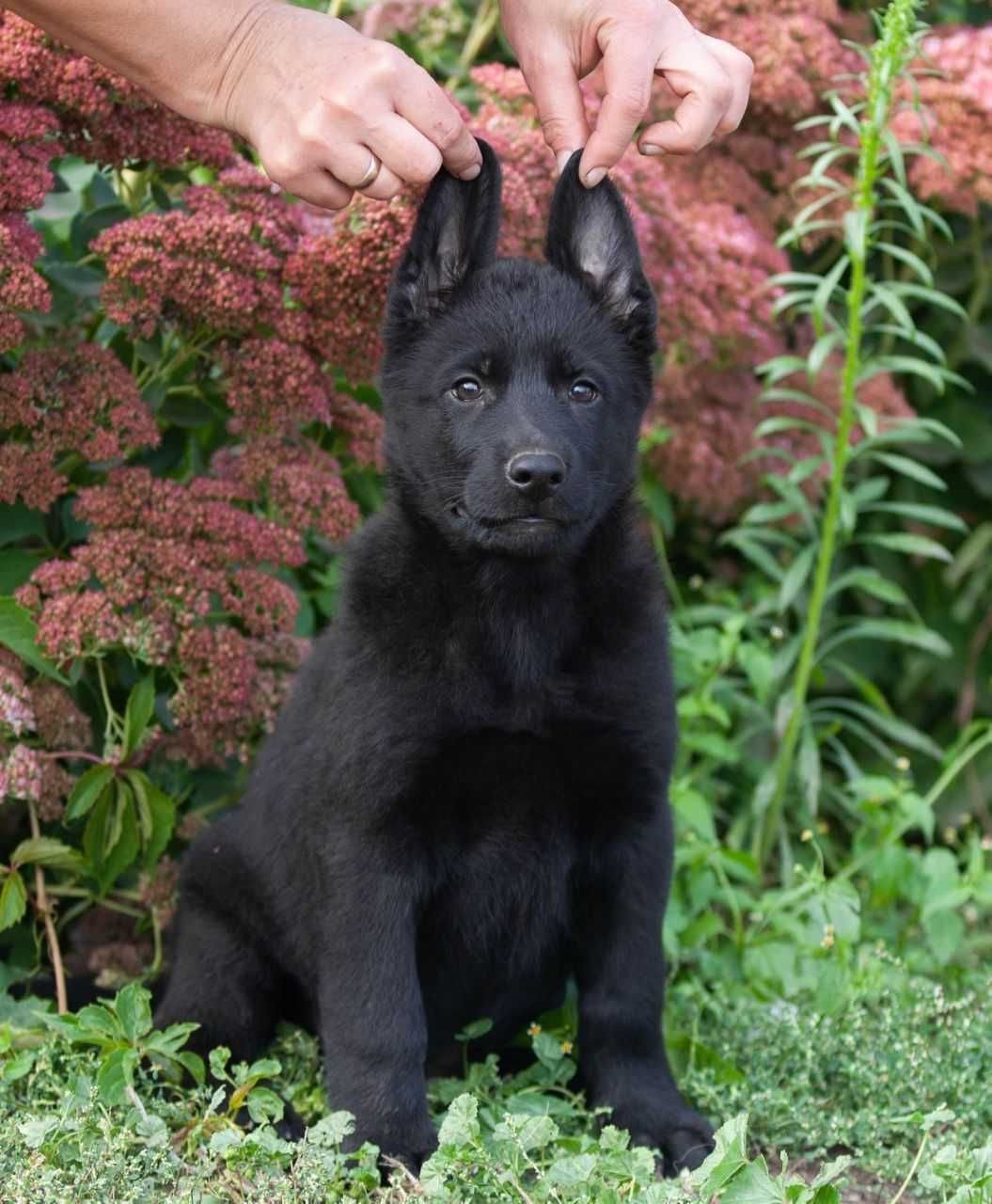 черная немецкая овчарка фото 4 месяца