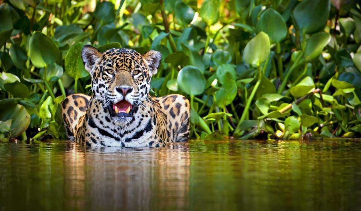 Леопард в воде