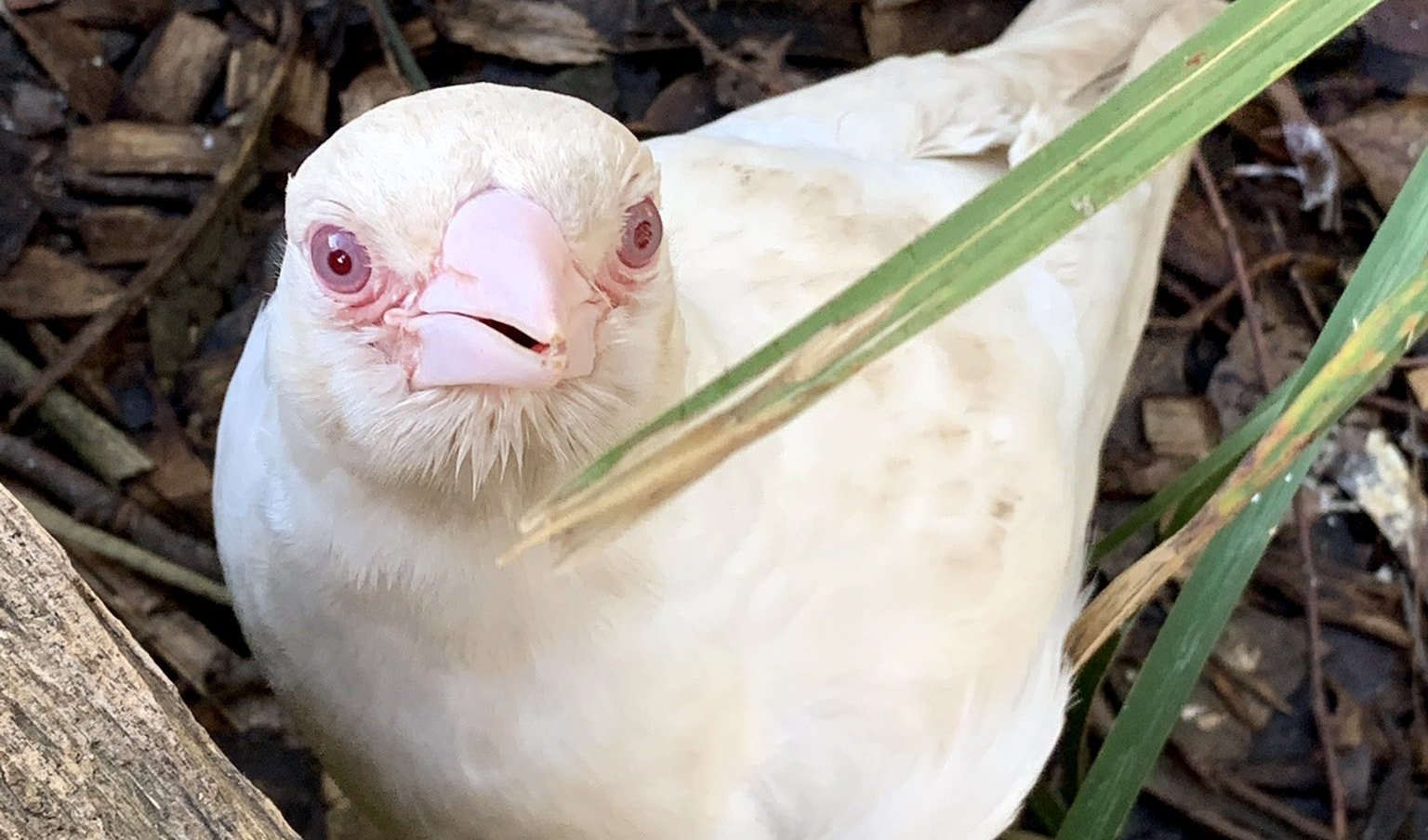 Гибель животных альбиносов в дикой природе. Сорока альбинос. Стервятник альбинос. Белый Воробей альбинос. Ястреб альбинос.