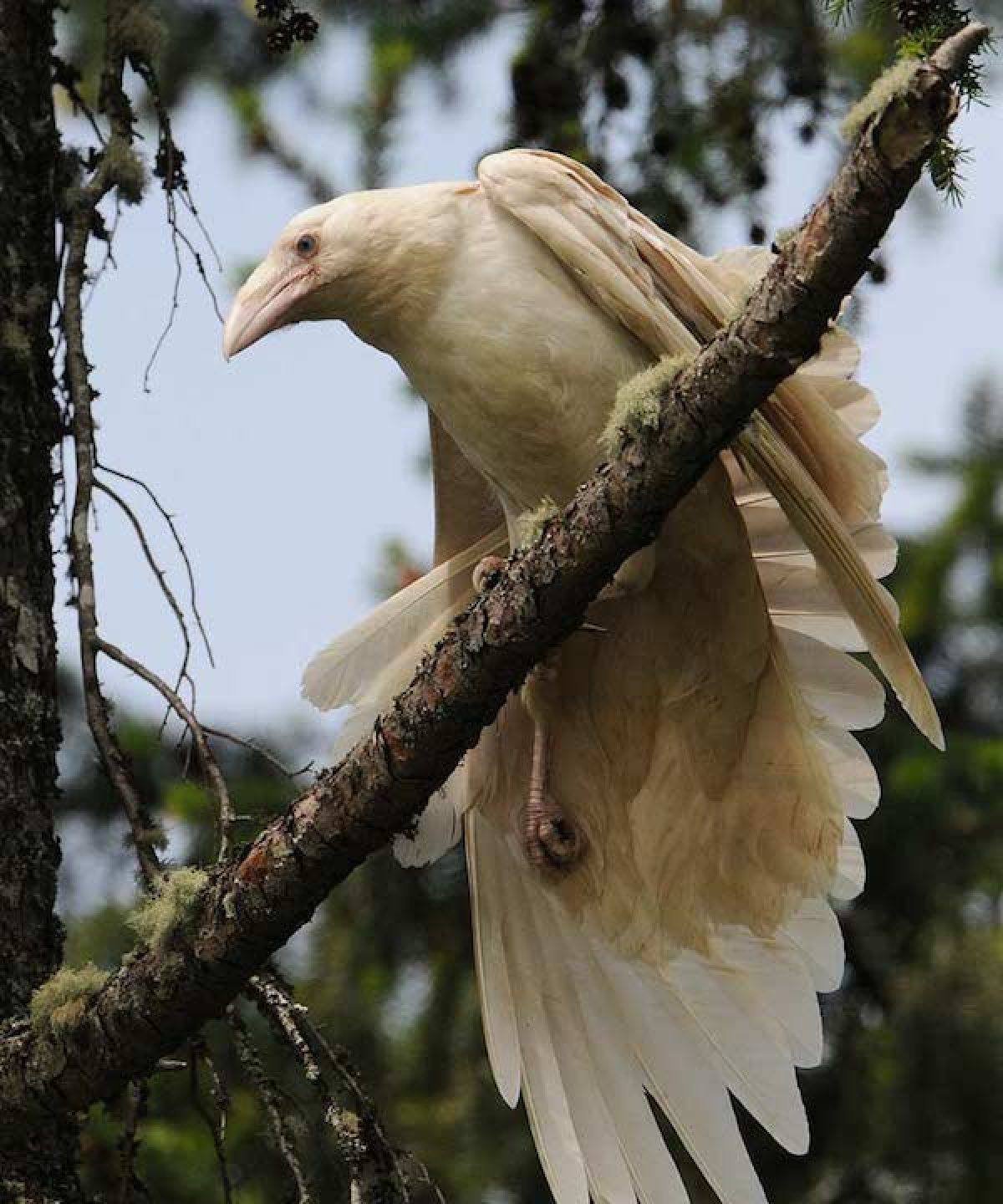 Как выглядит птица альбинос фото