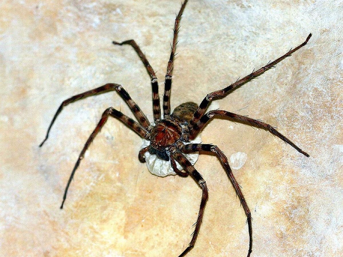 Гигантский паук хлыстовик