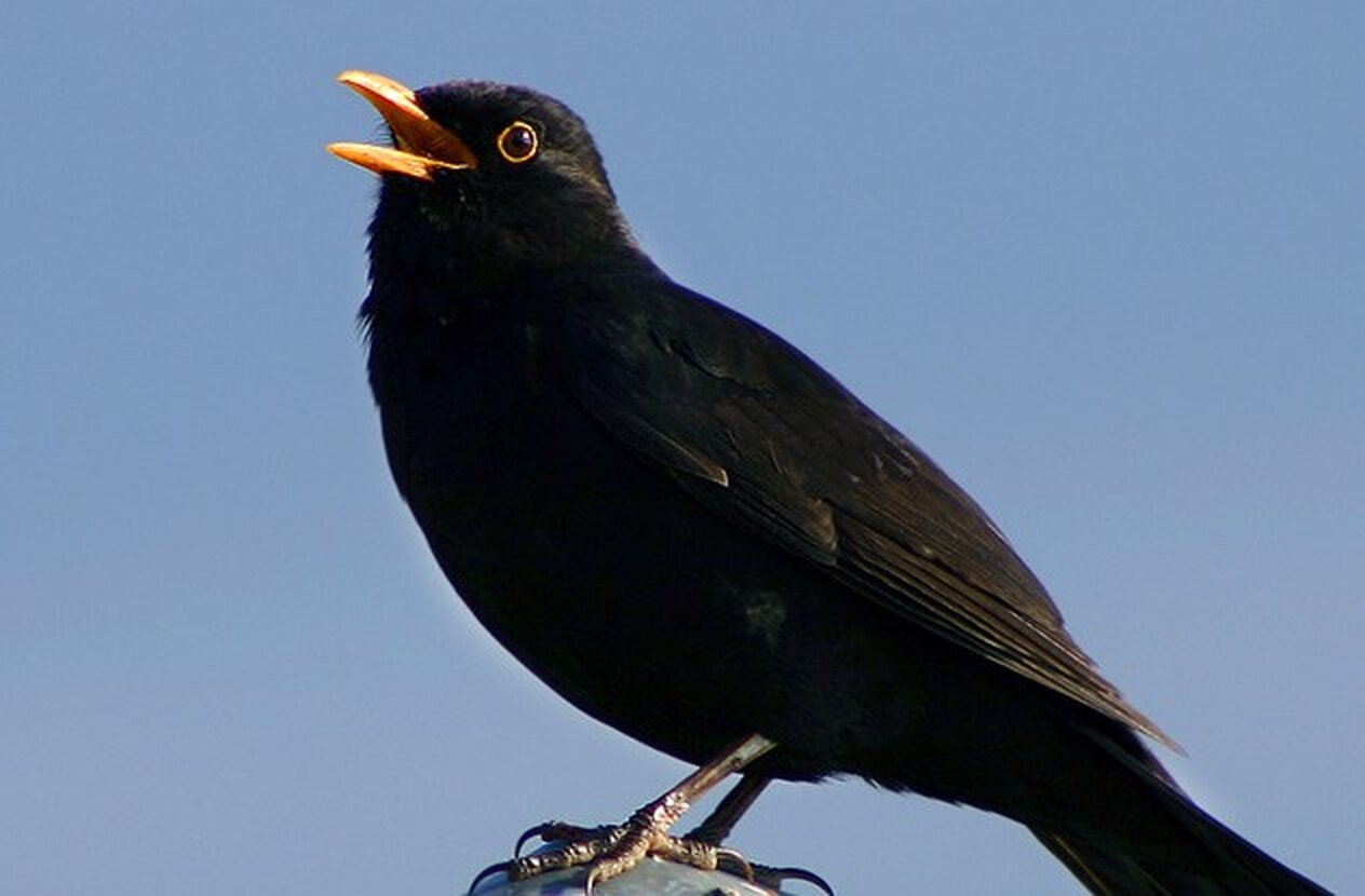 Черная птица с черной отметиной