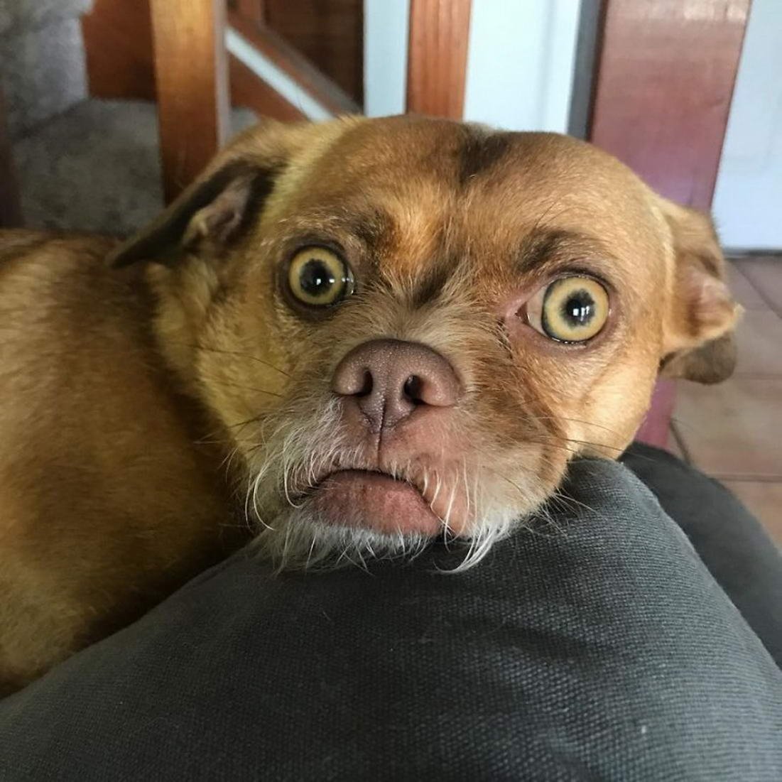 Удивленная собака фото