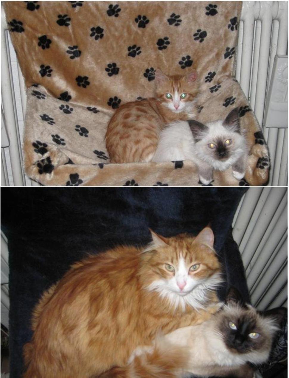 Как вырастают котята. Котенок вырос. Взросление котят. Котята до и после. Котята до и после взросления.