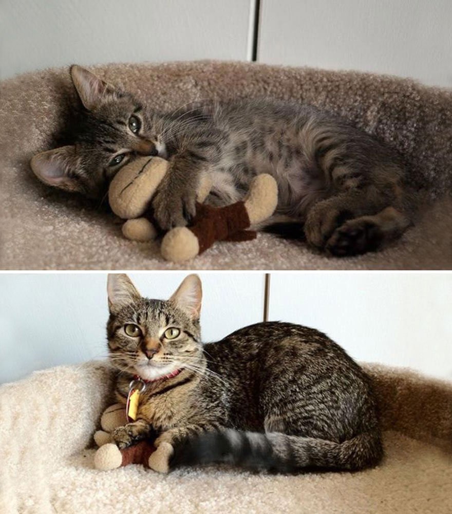 Как вырастают котята. Котенок вырос. Коты маленькие и взрослые. Котята и взрослые кошки до после. Котята до и после взросления.