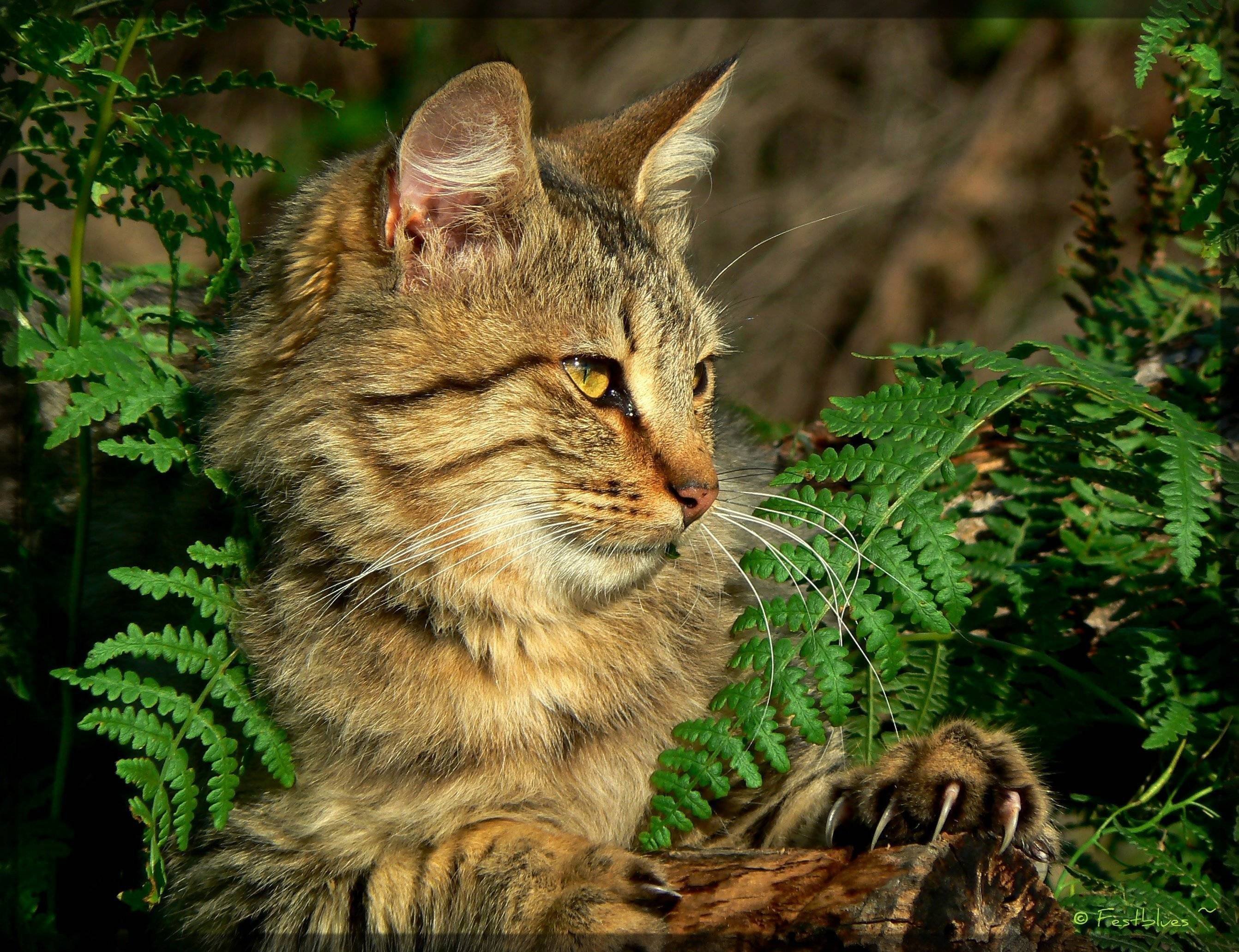 Лесная дикая кошка в экосистеме. Европейский дикий Лесной кот. Европейская Дикая Лесная кошка короткошёрстная. Шотландская Дикая Лесная кошка. Кавказский дикий Лесной кот.