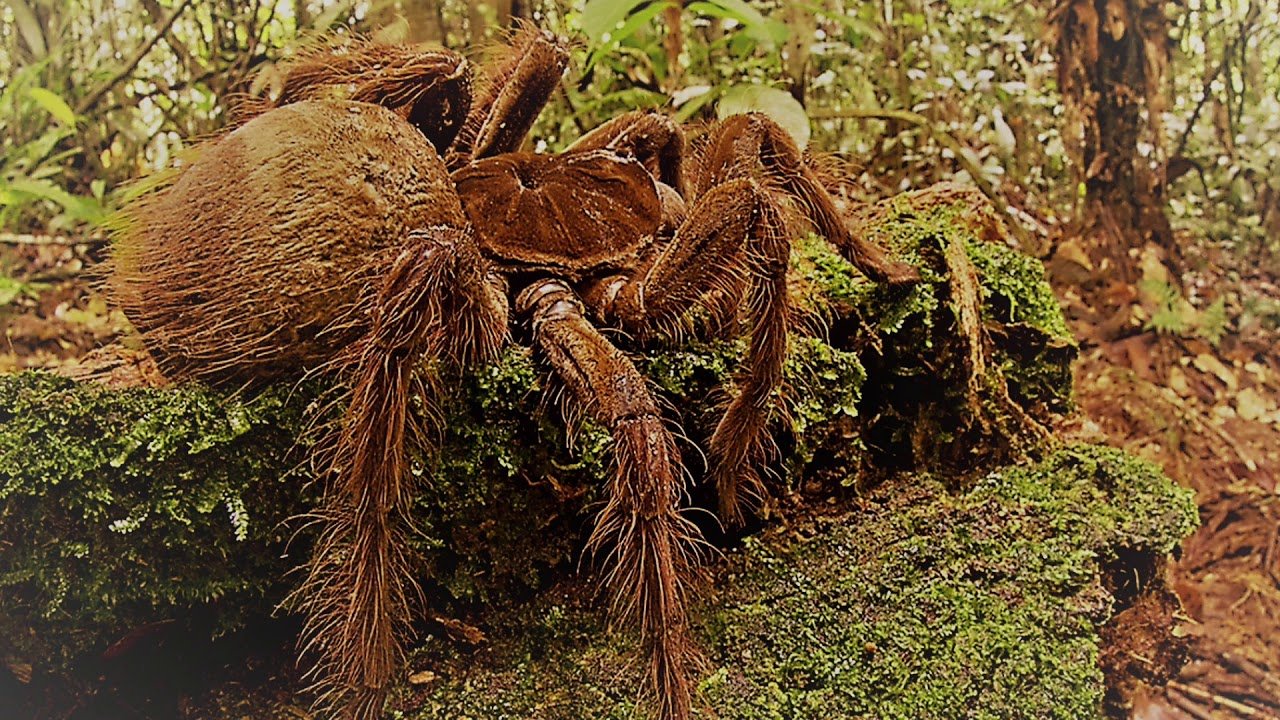 Самый крупный паук в мире фото