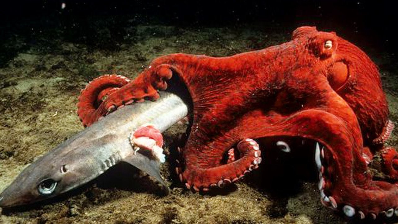 Спрут 8 букв. Гигантский Тихоокеанский осьминог. Осьминог Дофлейна гигантский. Головоногие Осьминоги. Гигантский кальмар Архитеутис.