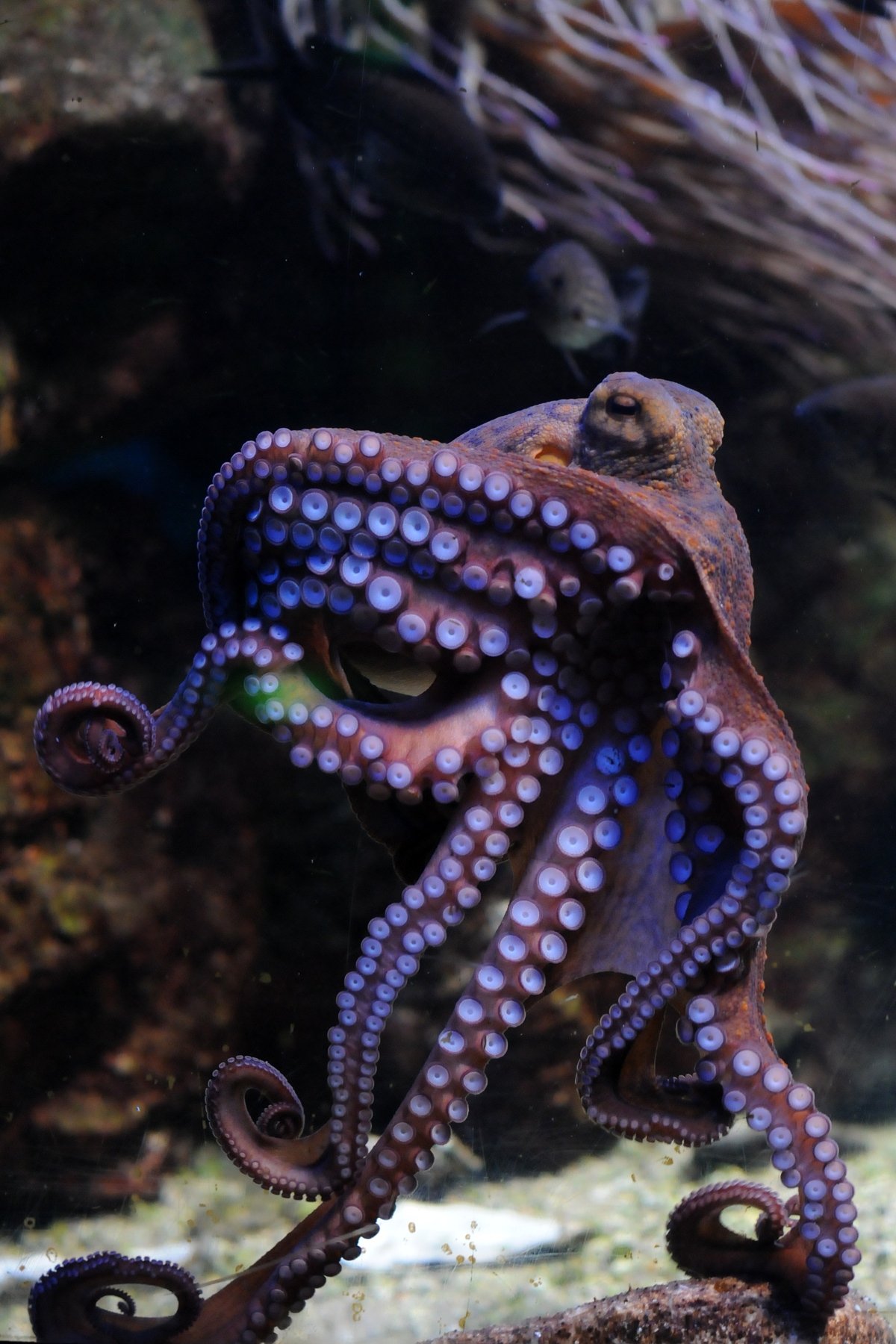 Спрутеля. Осьминог Octopus vulgaris. Amphioctopus marginatus. Длиннощупальцевый Спрут. Октопус вульгарис.