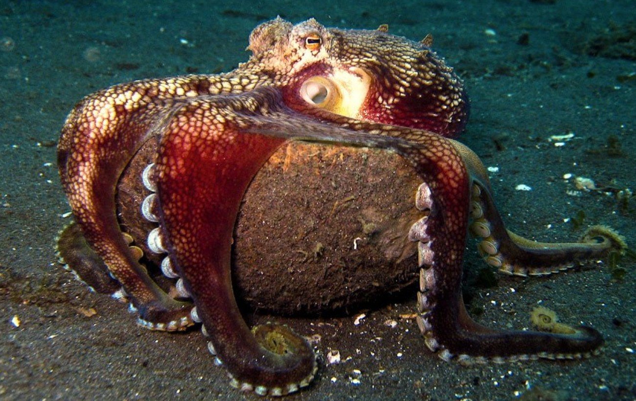 Спрут 8 букв. Amphioctopus marginatus. Спрут головоногий моллюск. Кокосовый осьминог (Coconut Octopus). Головоногие Осьминоги.