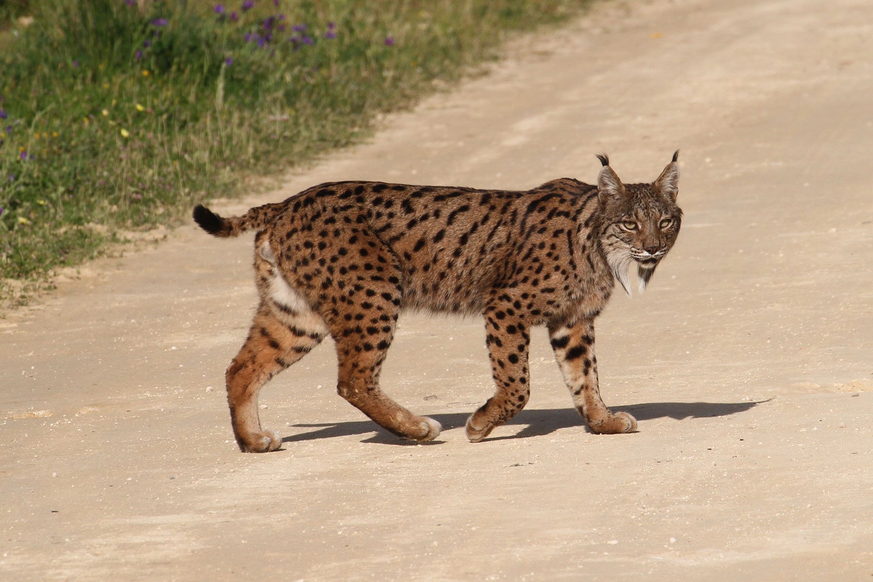 Lynx issiodorensis