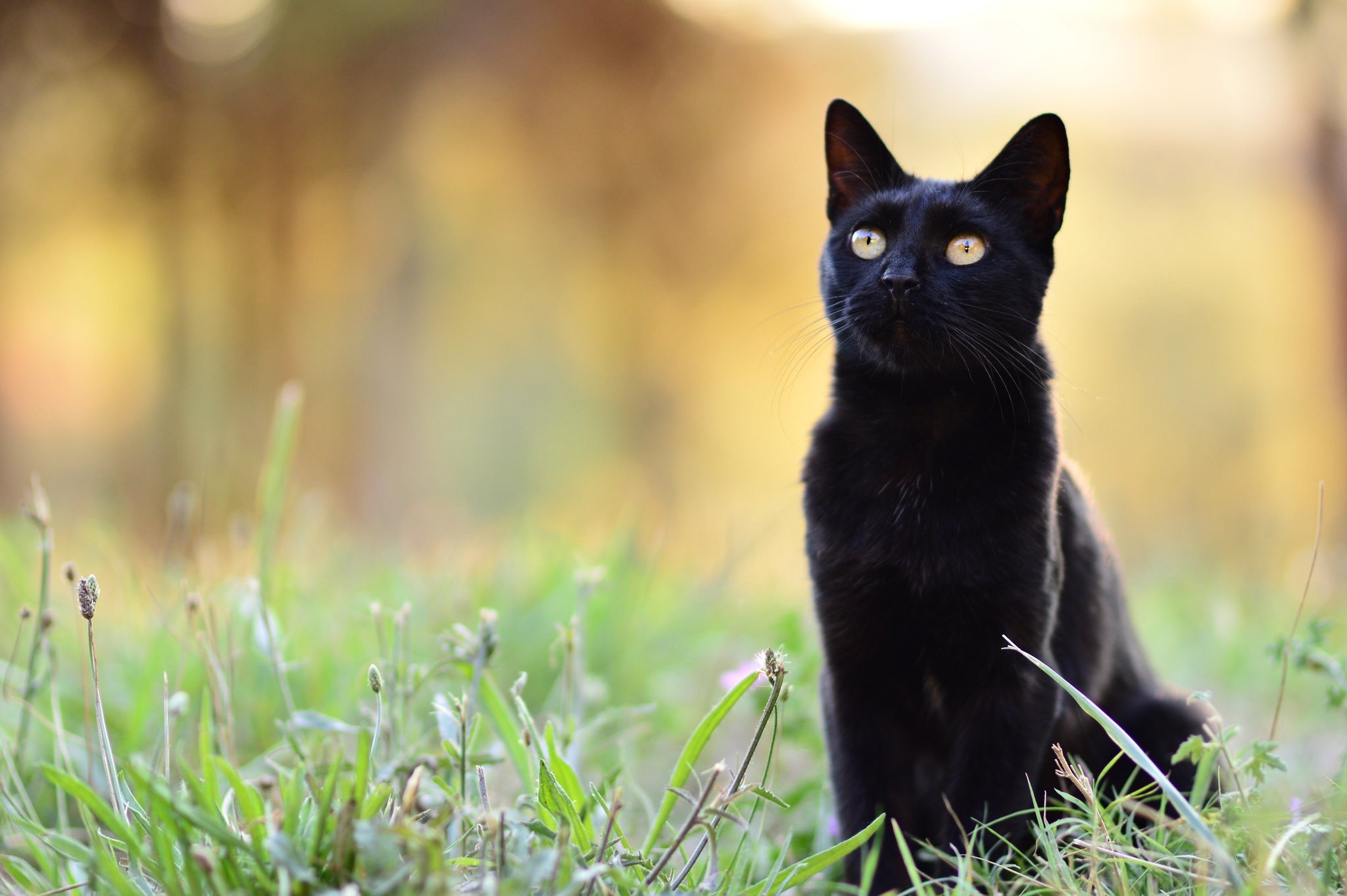 Черная кошка россия