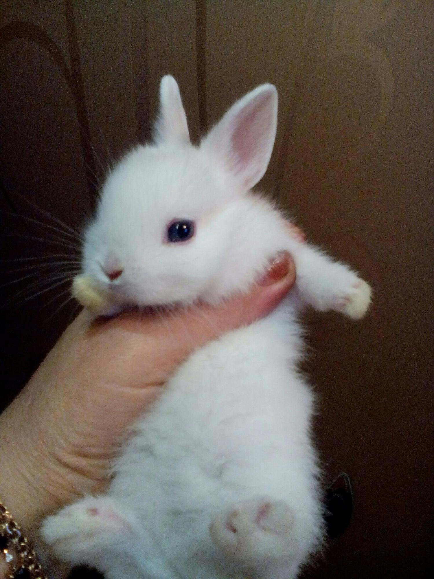 Домашний маленький кролик. Карликовый Русак кролик. Карликовый кролик белый. Гермелин ангорский карликовый кролик. Кролик Пигмей белый.