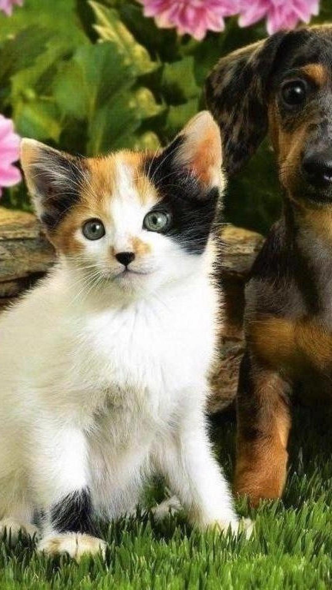 Кошечки собачки урожай. Собачки и кошечки. Щенок и котенок. Милые котята и щенки. Красивые собаки и кошки.