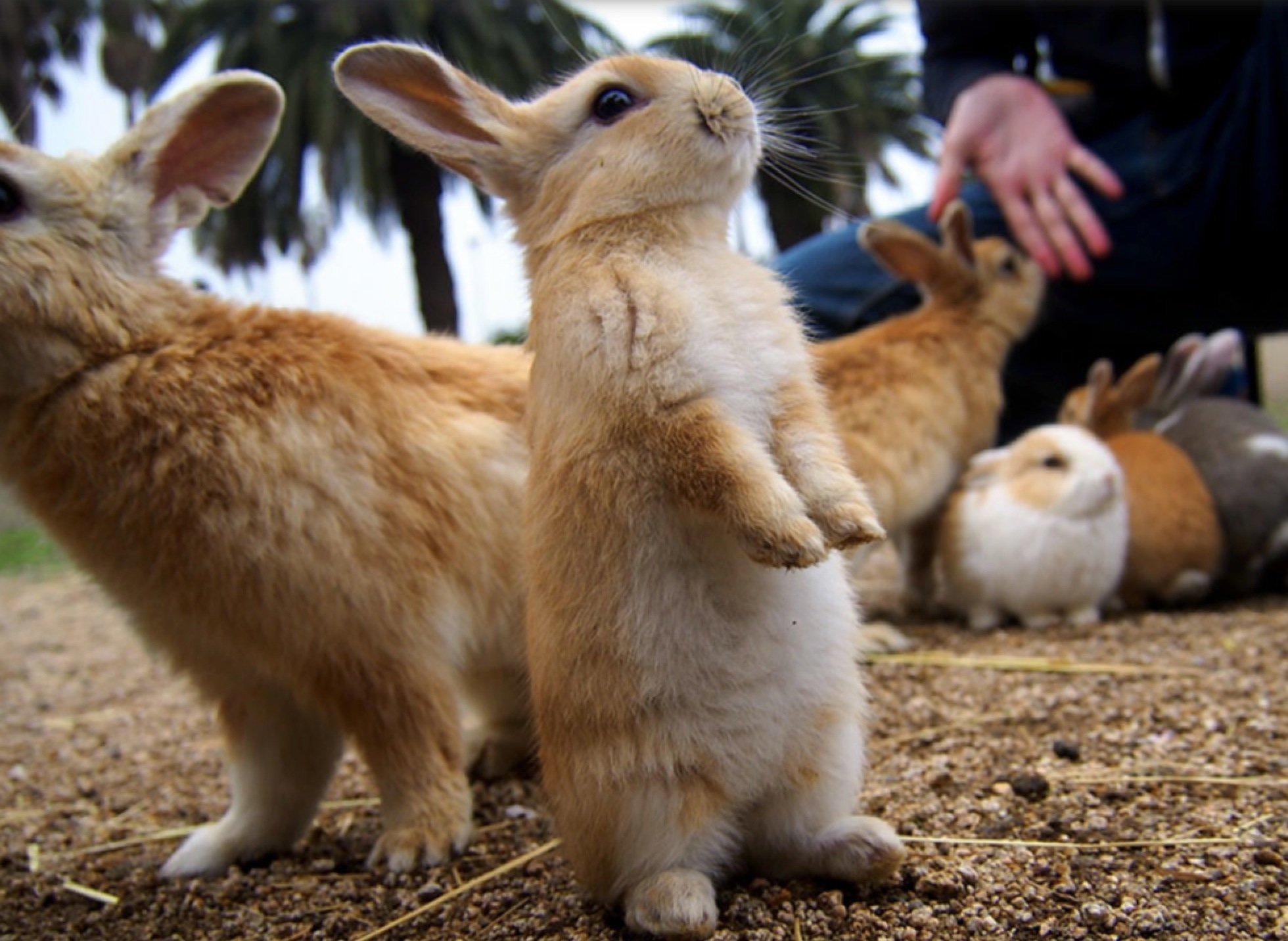 Кролики живут на улице. Остров кроликов Окуносима. Остров Окуносима Япония. Остров кроликов в Японии. Кролики Порто Санто.