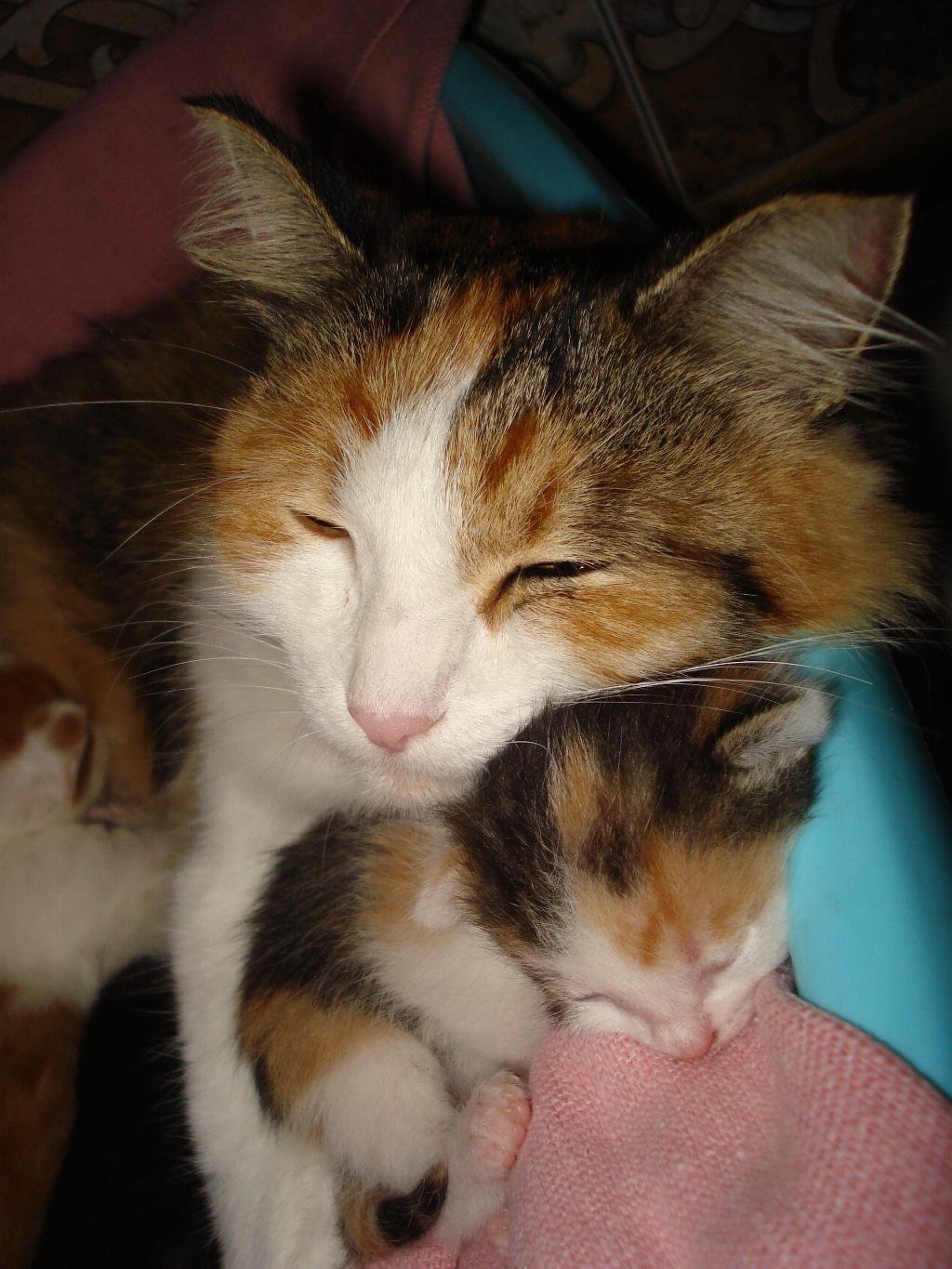 Какие котята у трехцветной кошки. Трёхцветная кошка. Трехцветная кошка с котятами. Котенок рыжий трехцветный. Трехцветные котята с мамой.