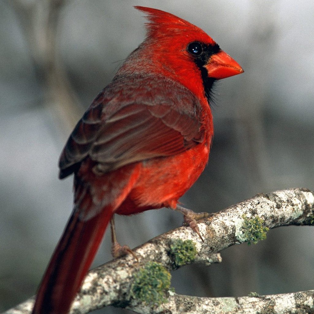 Птица С Красным Лицом