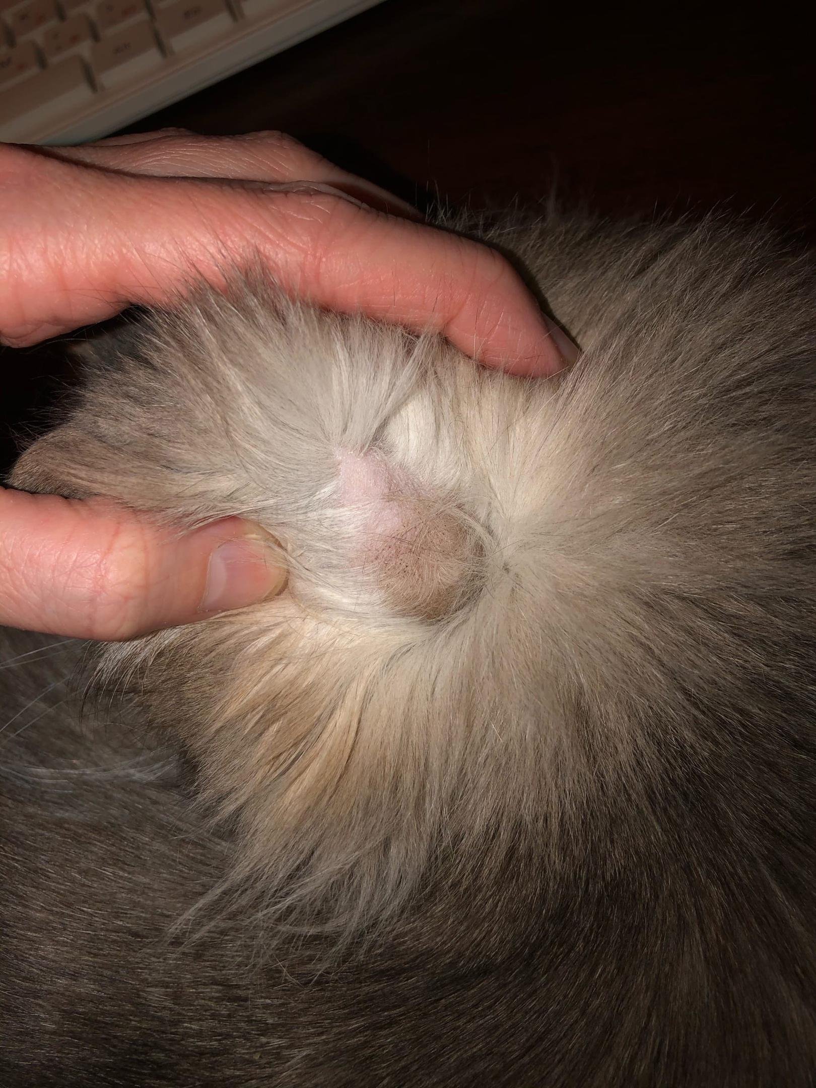 Залысины на голове у кота