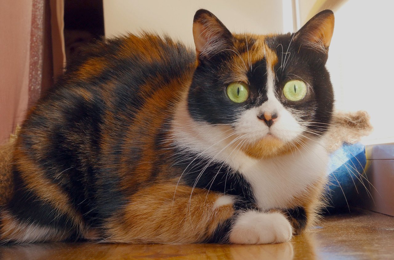 Известно что трехшерстные кошки. Куки кот сливки шоу. Британская кошка трехцветная. Британская кошка трехцветная черепаховая. Трехшерстная кошка Калико.