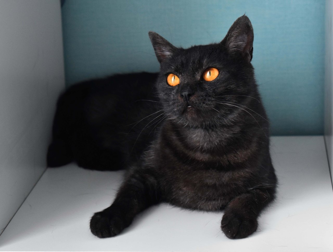 Окрас шотландских кошек черный дым - 65 фото