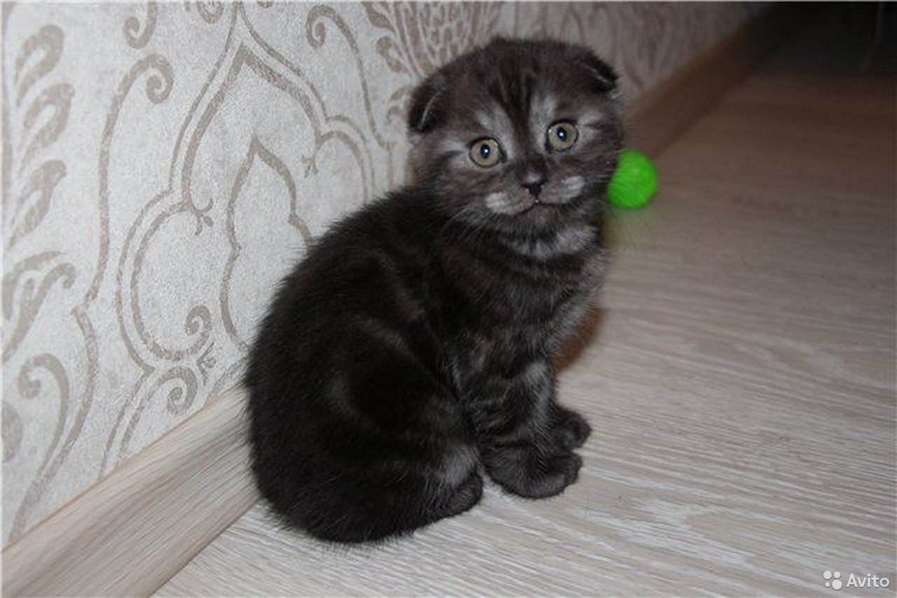 Шотландская вислоухая кошка мраморная черная