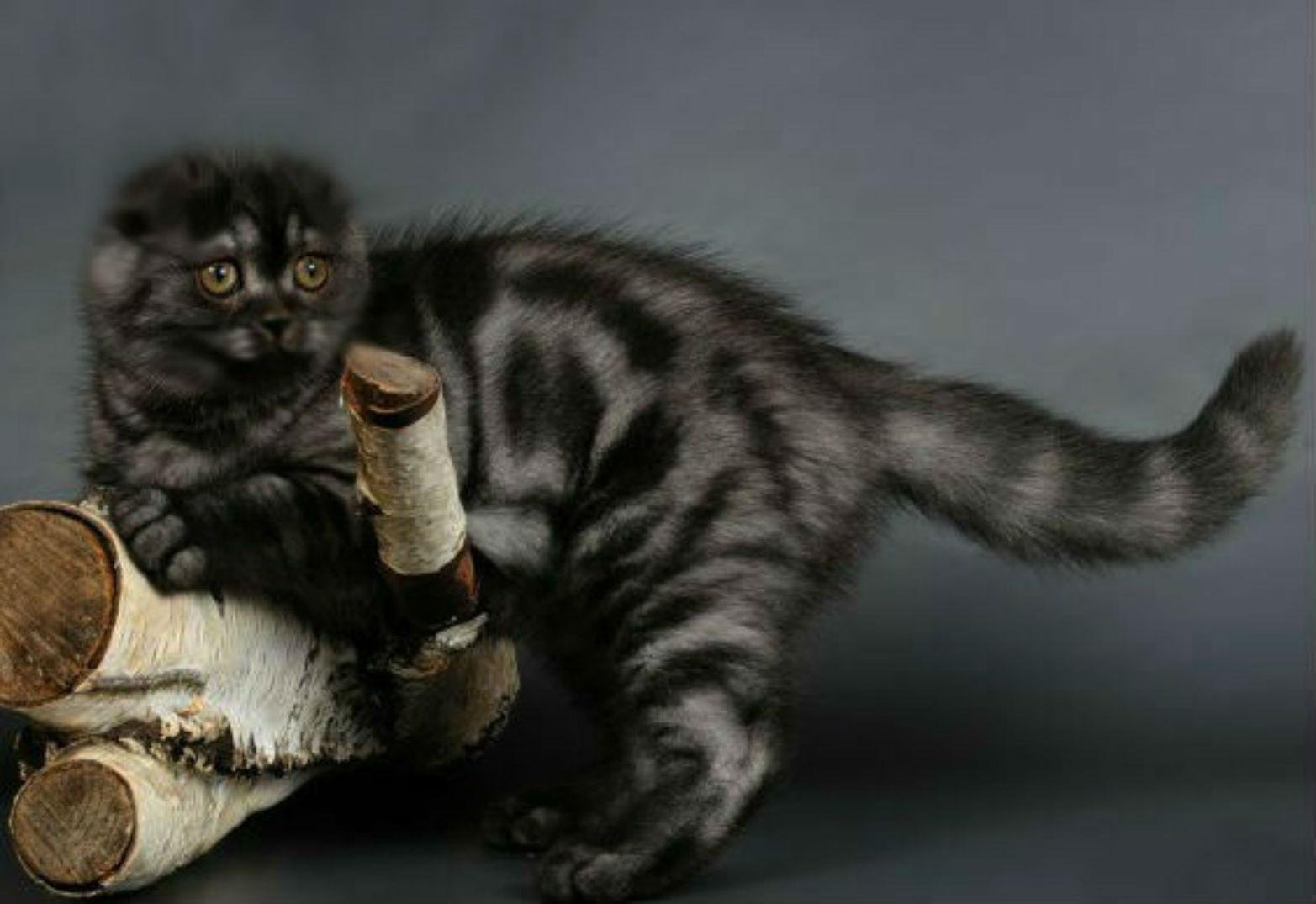 Окрасы шотландских вислоухих кошек фото