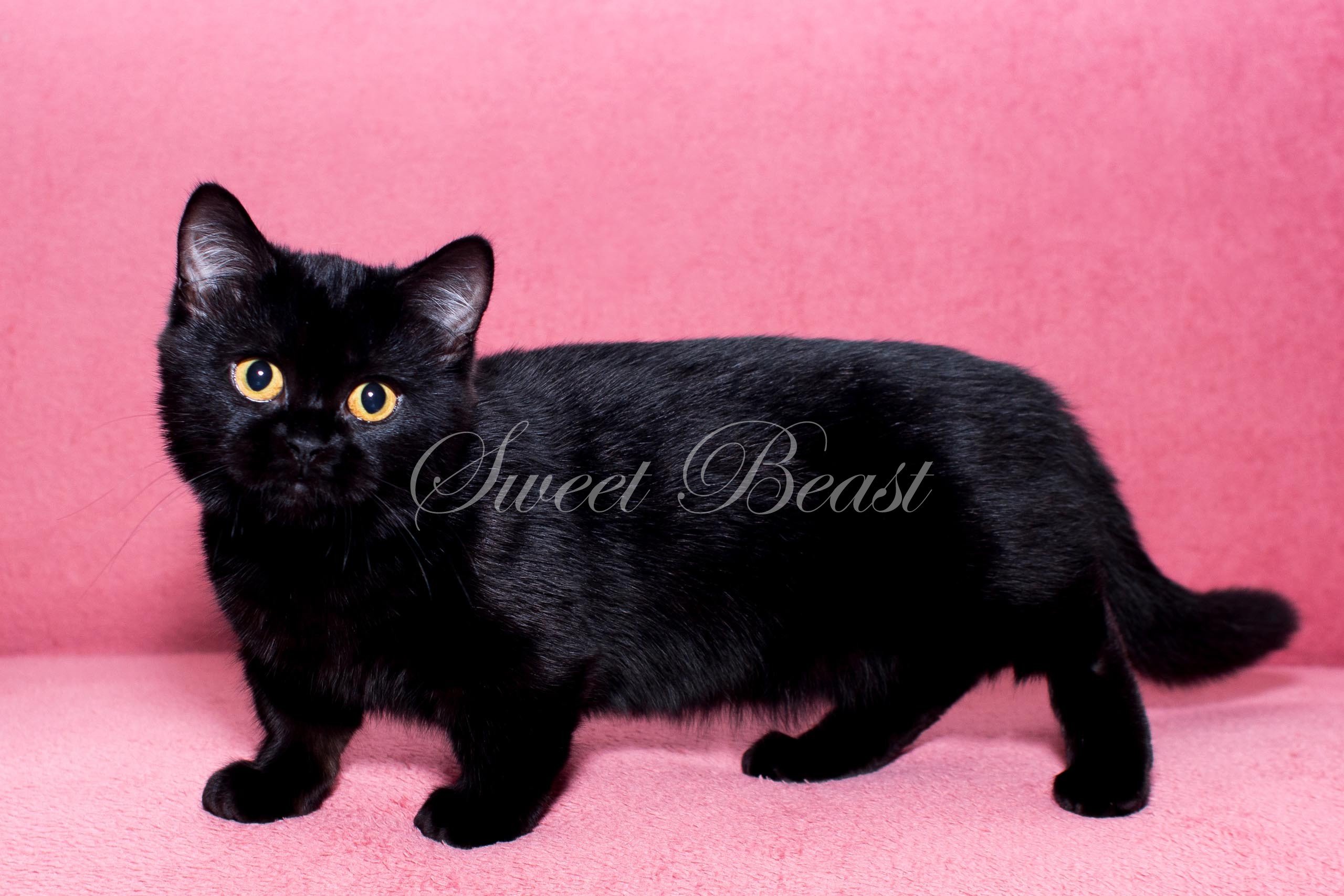 Манчкин кот черный - 62 фото