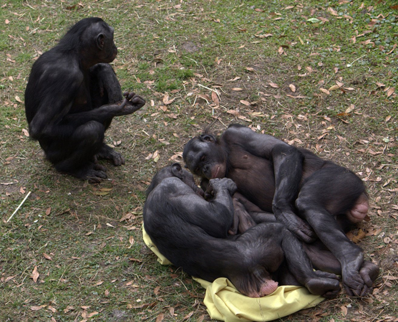 Где совокупляются. Шимпанзе бонобо спариваются. Бонобо спаривание. Самка бонобо.