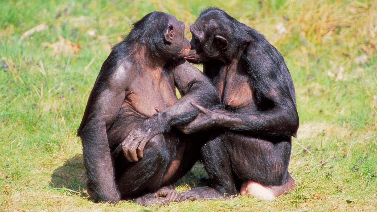 Бонобо спаривание
