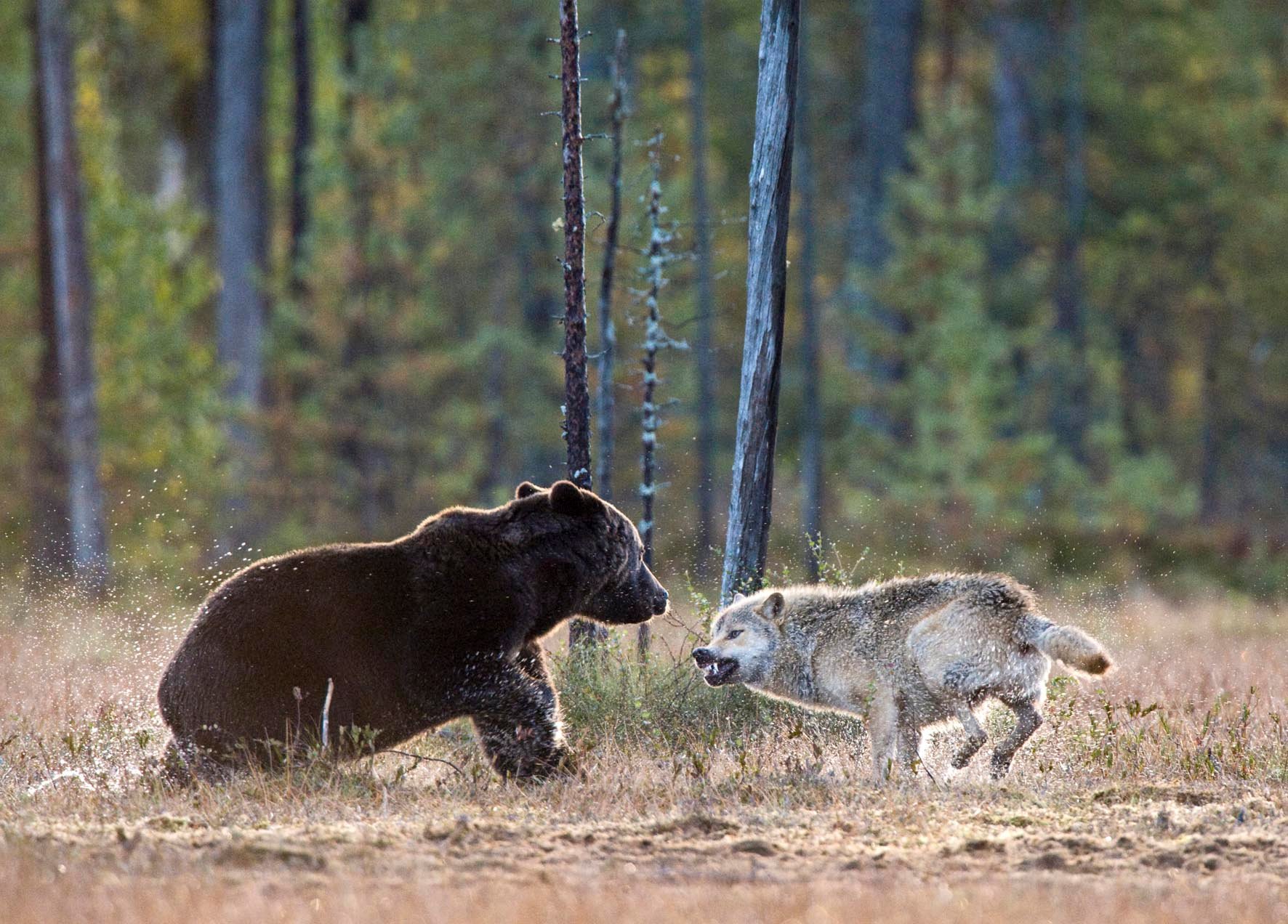 Медведь кабан лось рысь волк