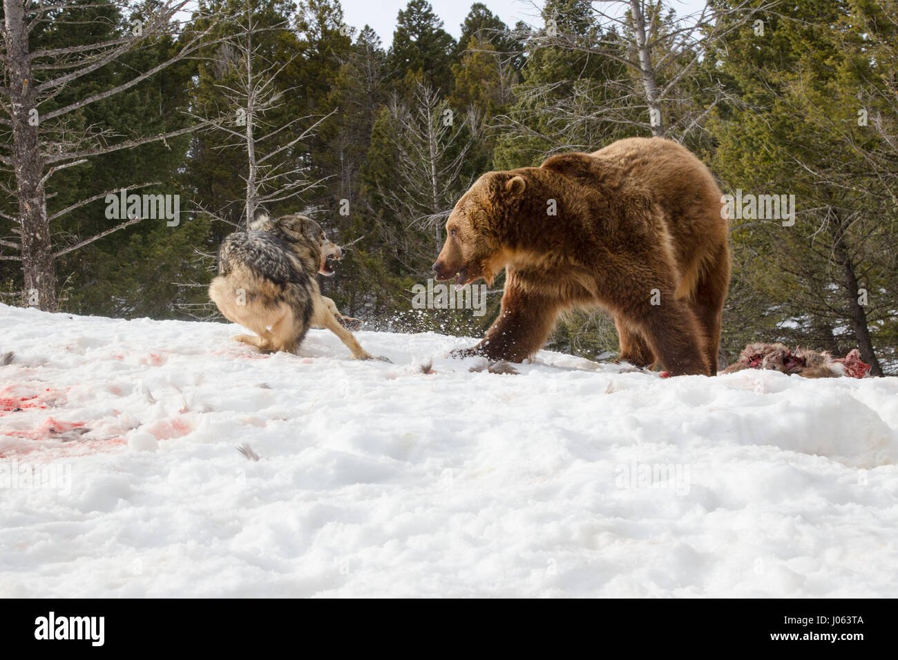 Схватка волкова. Медведь Гризли против Волков. Медведь охотится.