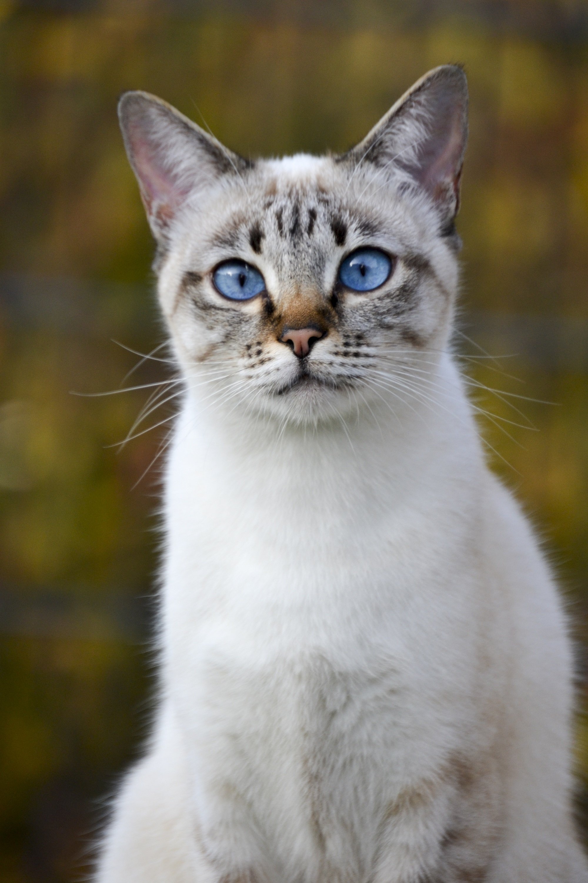 тайская кошка фото окрас