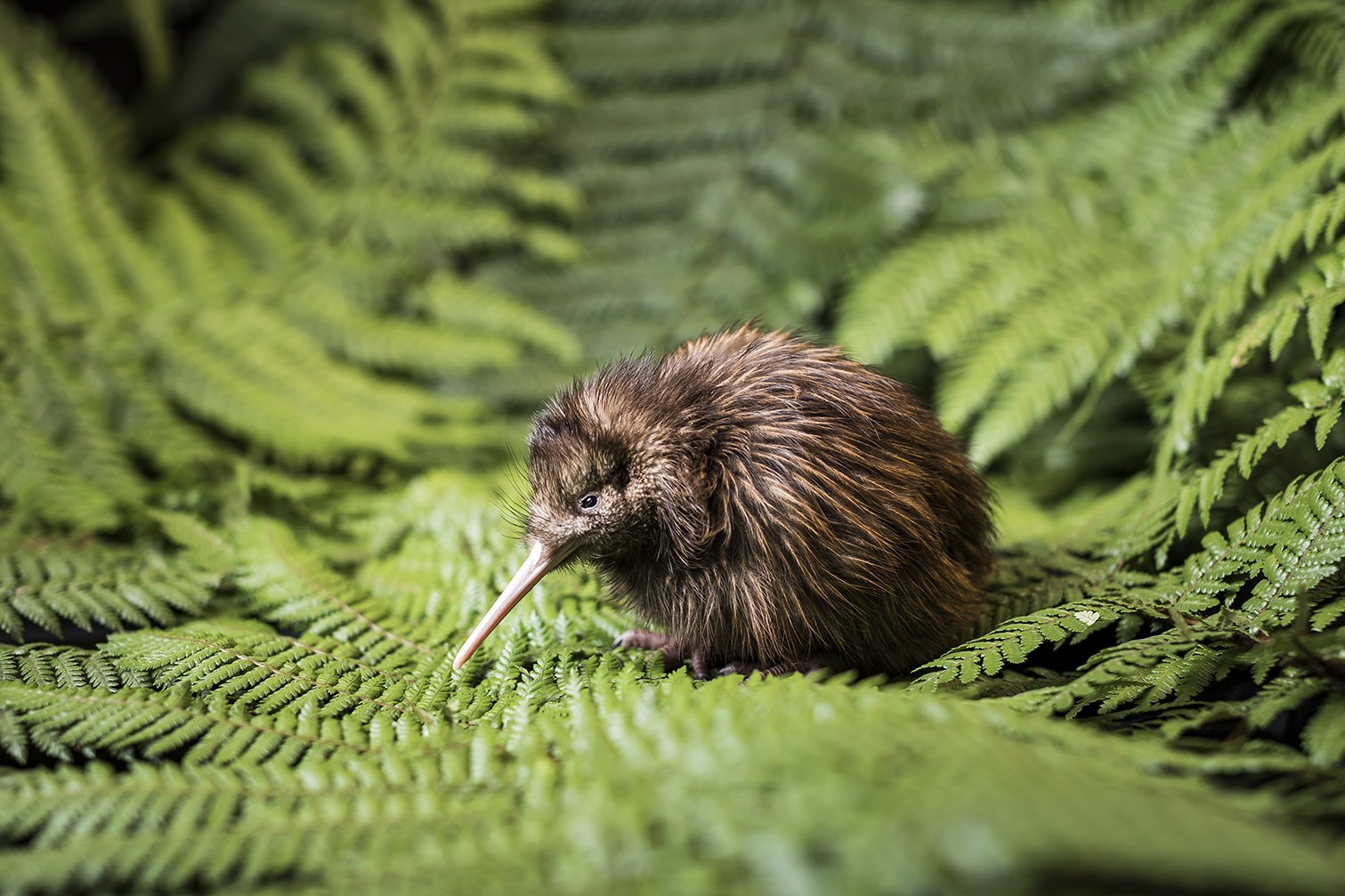 Остров киви. Птица киви символ новой Зеландии. Новозеландцы киви. Птица киви птица киви. Новозеландский киви птица.