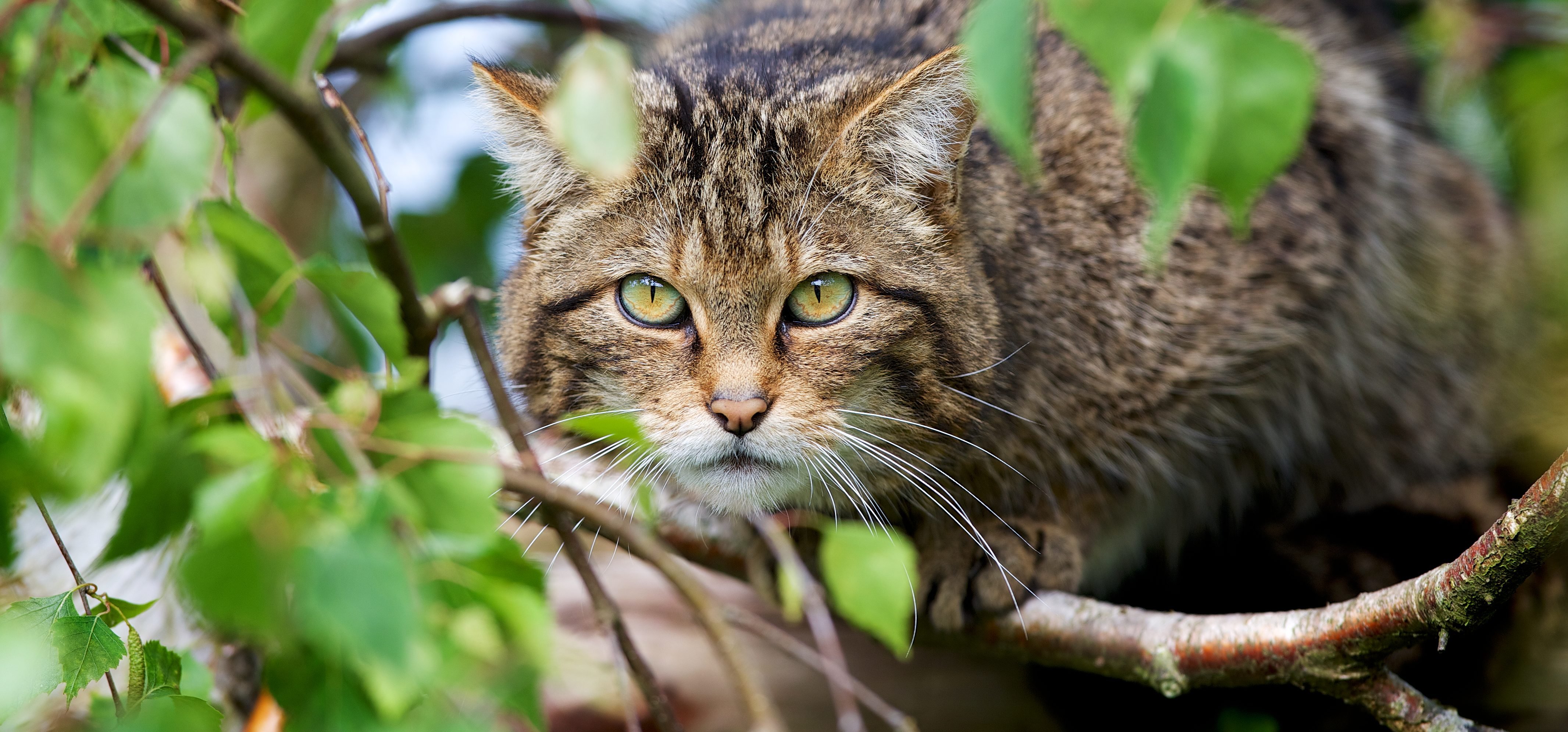 Лесная дикая кошка в экосистеме. Европейский Лесной кот камышовый. Шотландская Лесная кошка. Дикая Лесная кошка. Европейская Дикая Лесная кошка.
