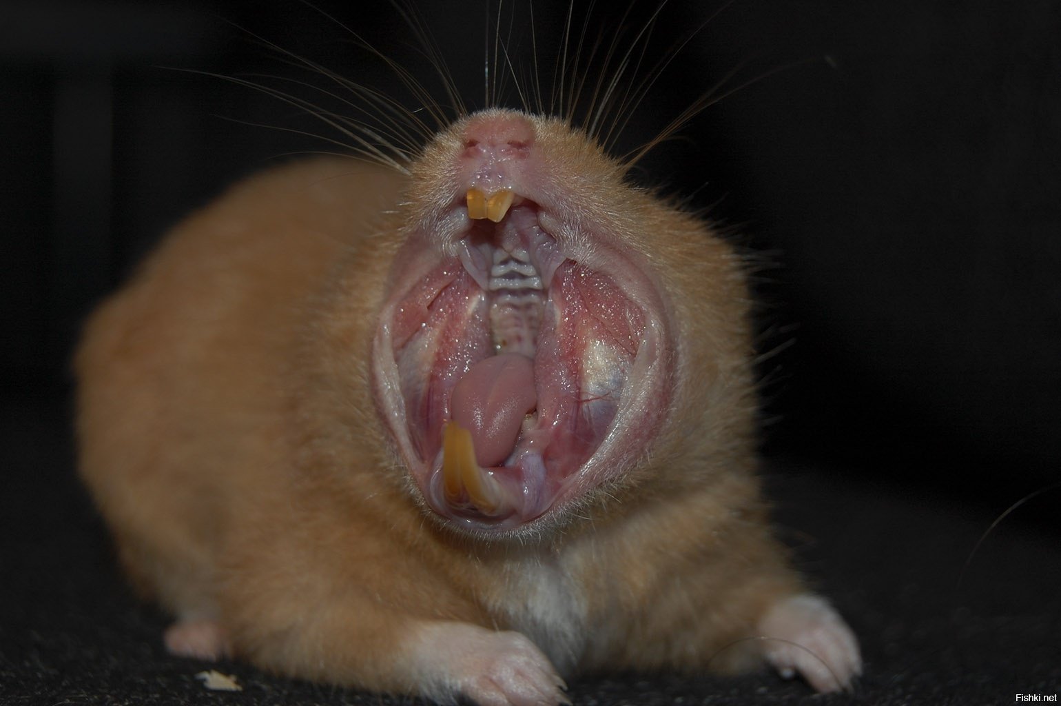 Почему крыса пищит. Анатомия джунгарского хомяка. Морская Свинка зевает.
