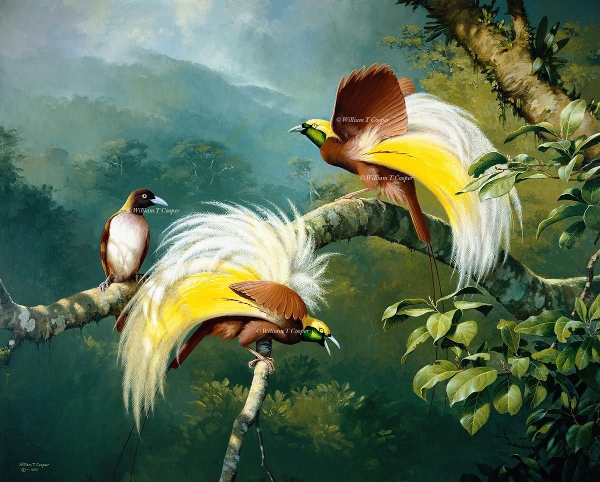 Уильям Купер Райские птицы