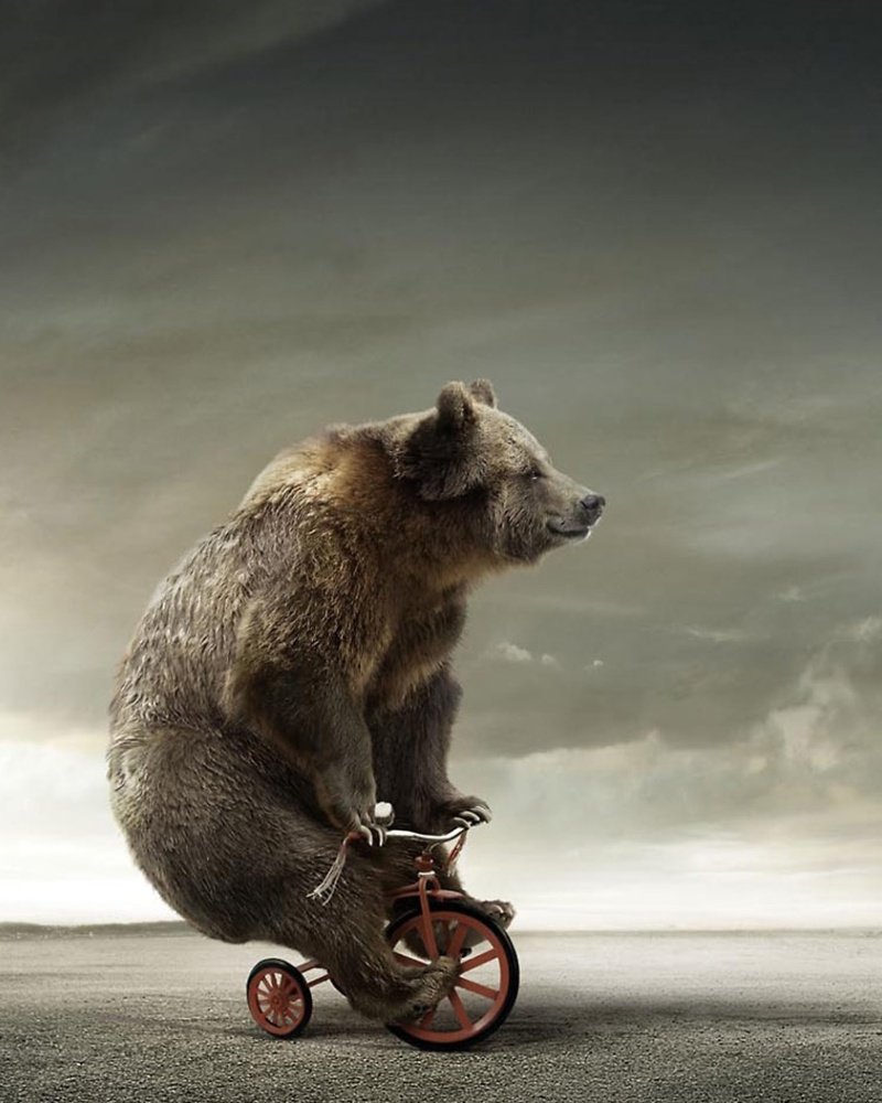 Медведь в цирке на велосипеде - 45 фото