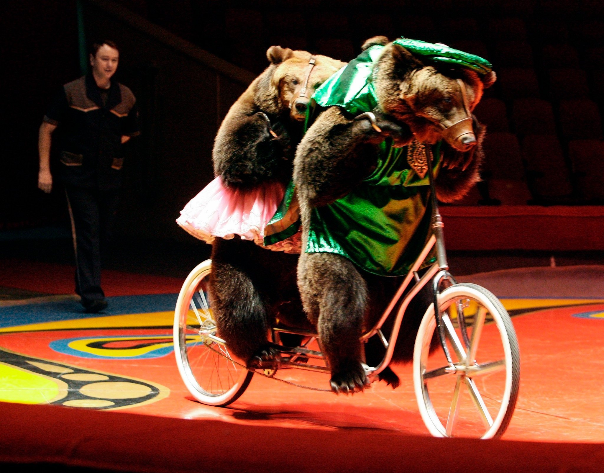 Медведь в цирке на велосипеде - 45 фото