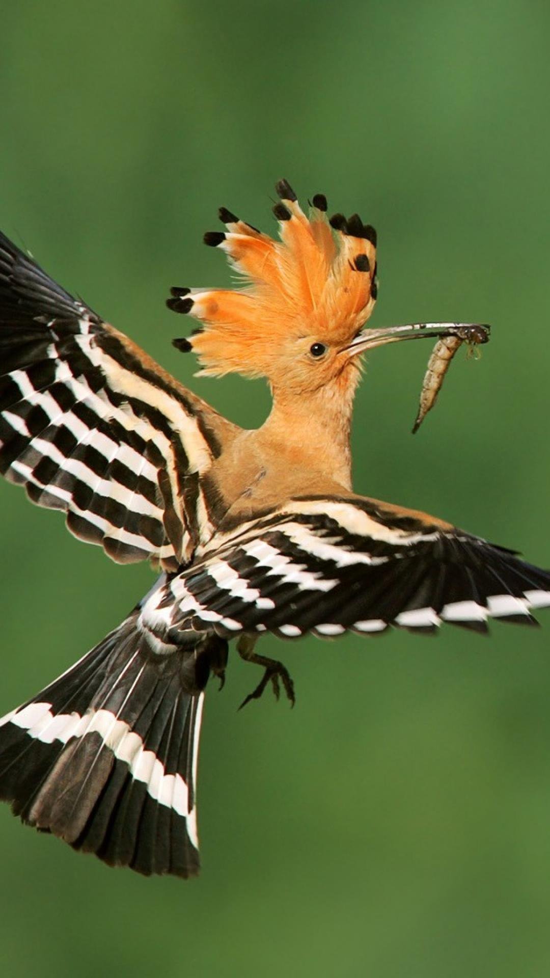 Птица с хохолком на голове и полосатыми крыльями название фото и описание